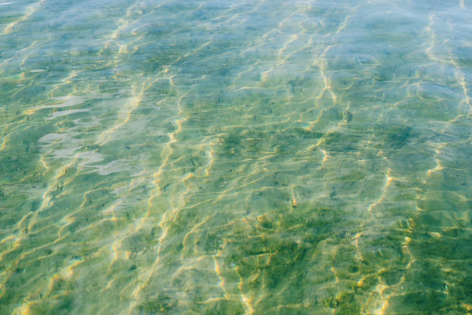 Photograph showing the clear, shallow water of a river or coastal area with a sandy, greenish bottom visible through the gentle ripples. The water's surface reflects sunlight, creating bright, wavy patterns. In the background, the water extends towards the horizon where it appears darker, indicating deeper areas. The scene is outdoors with natural lighting, and there are no objects, people, or boats visible in the image, highlighting the calm and transparency of the water which could be part of an environment where house removals or relocation services might involve transferring equipment near water or using boats for transport, as conducted by companies like Man and Van North Sheen.