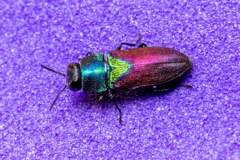 Close-up image of a small iridescent beetle resting on a purple textured surface, showing its metallic green head and thorax, with a rainbow-hued wing case that transitions from pink to bronze. The beetle has six black legs and two antennae, and the surface appears to be a soft, slightly grainy material, possibly fabric or foam. The image highlights detailed macro photography of the insect's reflective exoskeleton, with the beetle positioned centrally. The setting suggests a controlled environment, which could be related to packing or handling materials during a home relocation, as observed in moving and removals services such as those provided by Man and Van North Sheen.