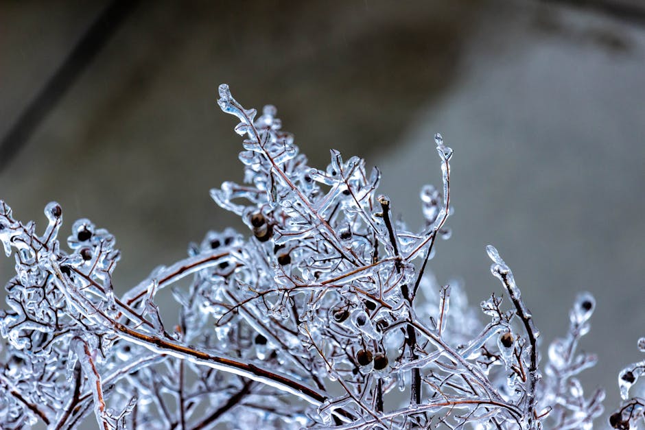 A close-up image of small, delicate branches covered in clear ice, creating a glass-like appearance. The branches are thin and intertwined, with some small berries visible among them. The background appears to be an outdoor setting with a blurred surface, possibly a pavement or ground, under soft natural lighting. The icy coating highlights the intricate structure of the branches and suggests cold, frosty weather. This scene is relevant to the winter conditions that can affect home relocations and moving logistics, often requiring careful planning and timing by professional removal services like Man and Van North Sheen for efficient packing and transportation during adverse weather.